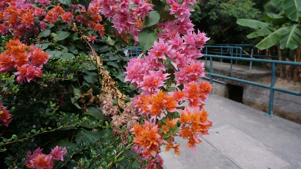 dsc00745.jpg