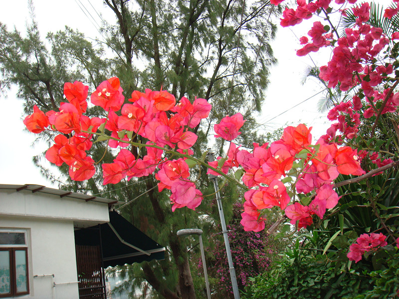 dsc00017_.jpg