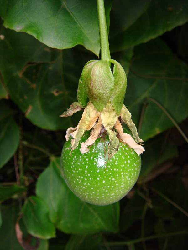 dsc00018_.jpg