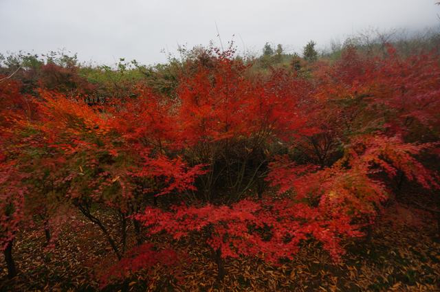 dsc08353.jpg