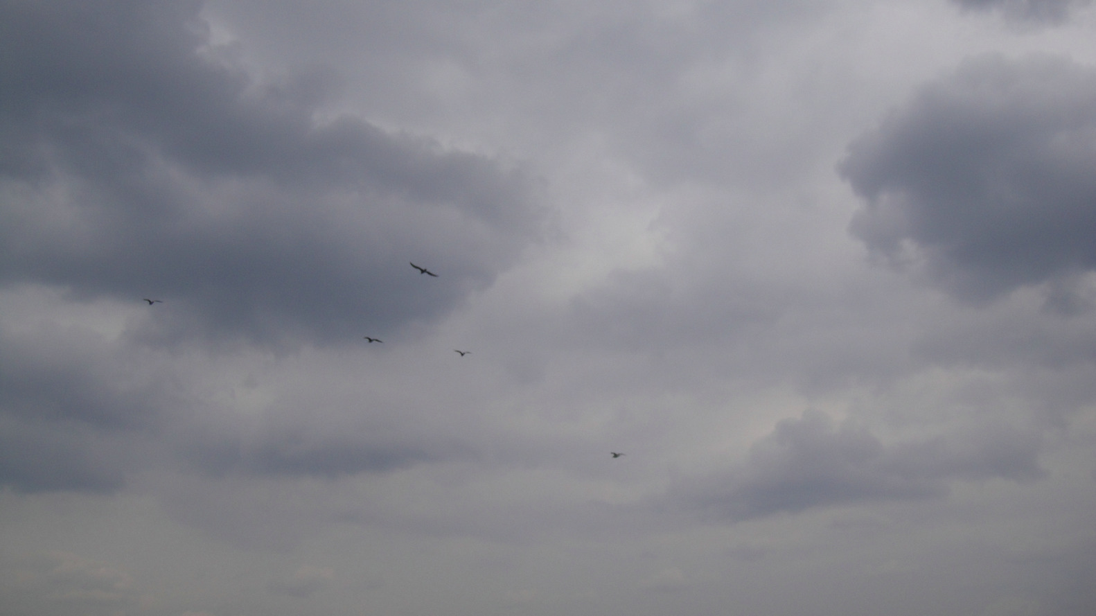 dsc00934.jpg