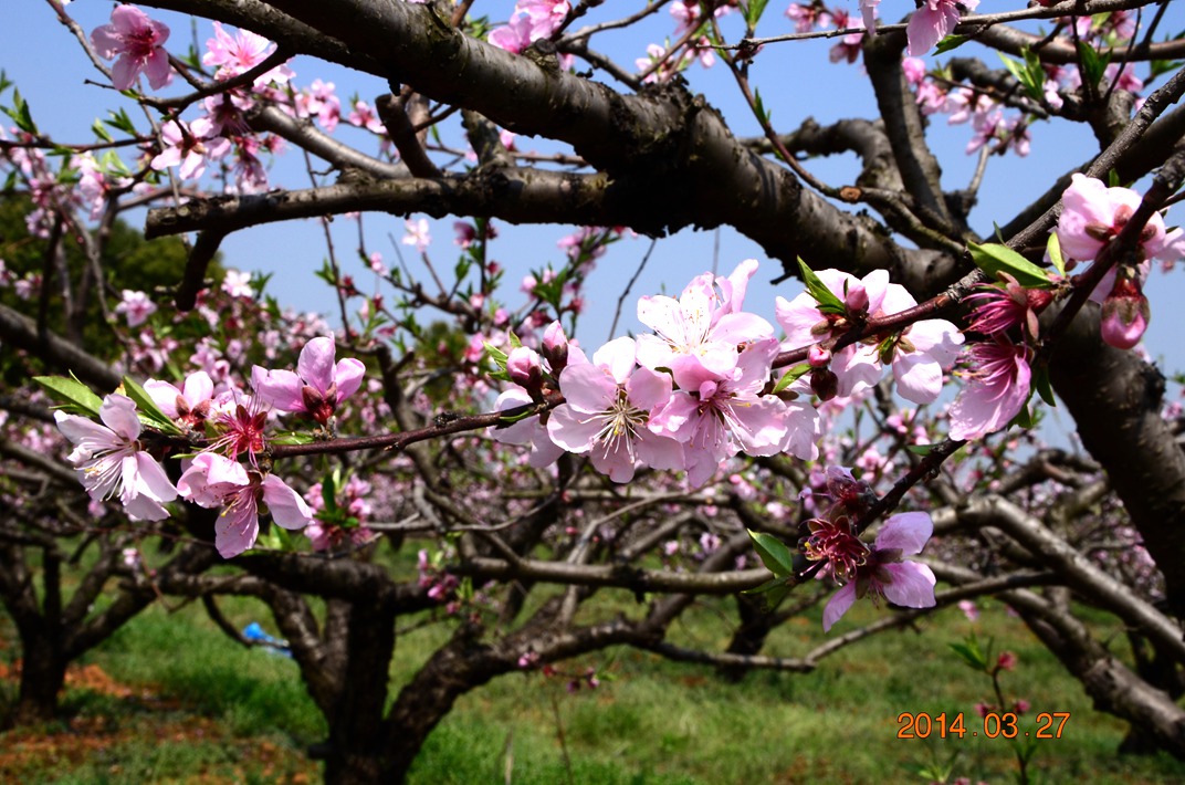 dsc_5251.jpg