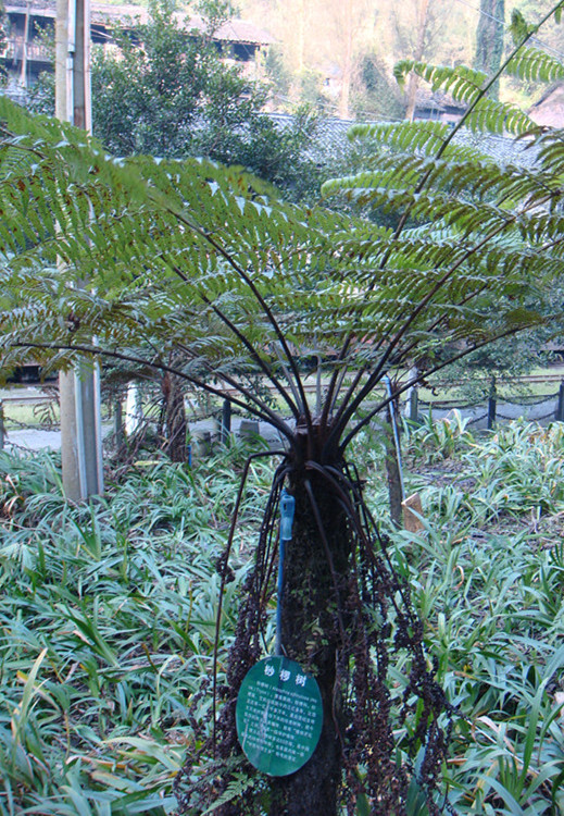 dsc00452_副本_副本.jpg