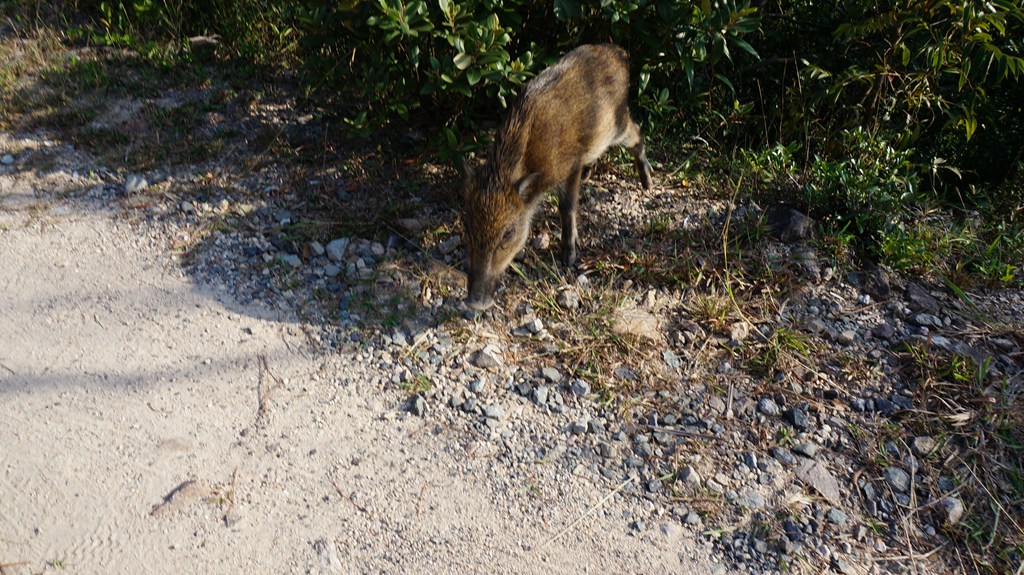 dsc00890.jpg