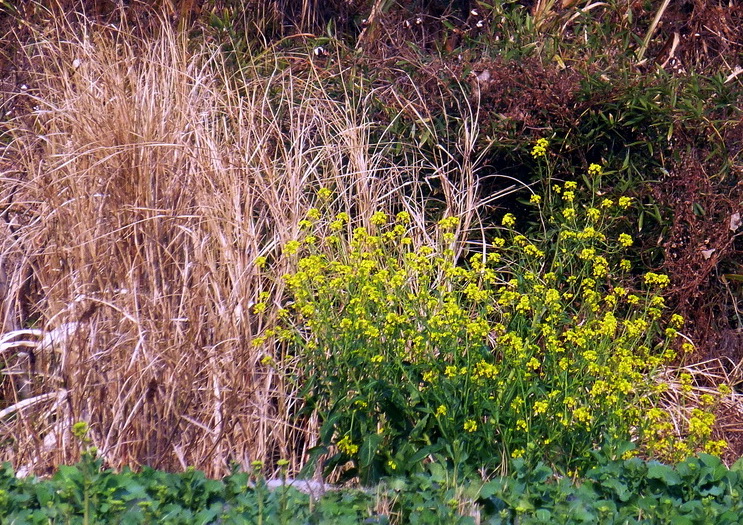 p1170821.jpg