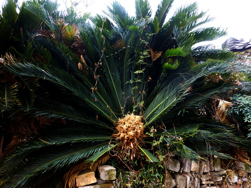 p1170736.jpg