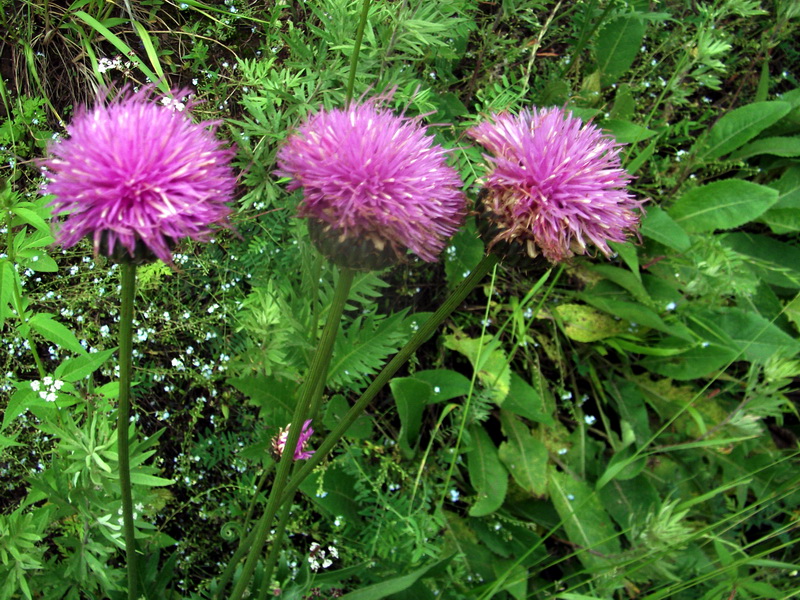 dscf0394.jpg