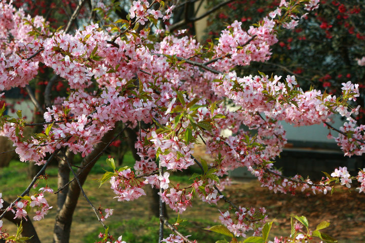 2014ӣ 004.jpg