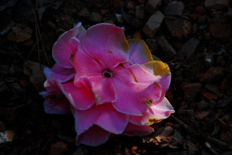 dsc_5886.jpg