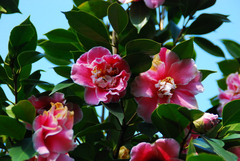dsc_5889.jpg