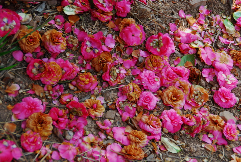 dsc_5957.jpg
