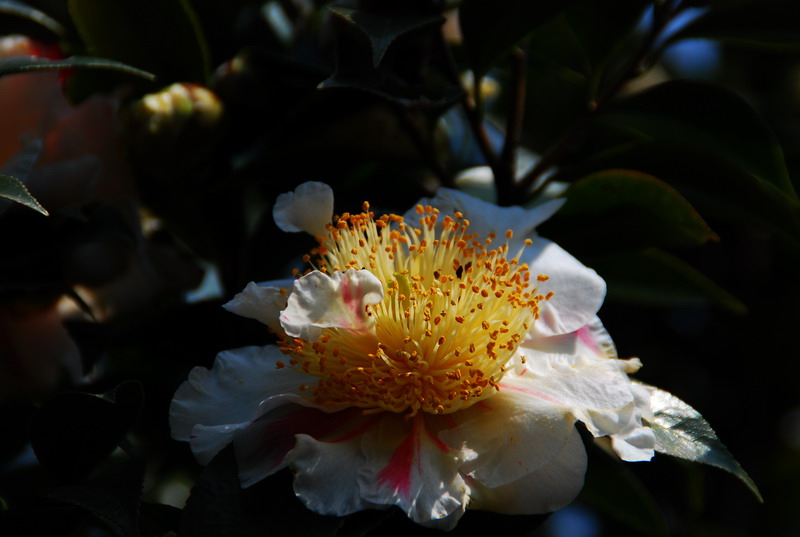 dsc_5973.jpg