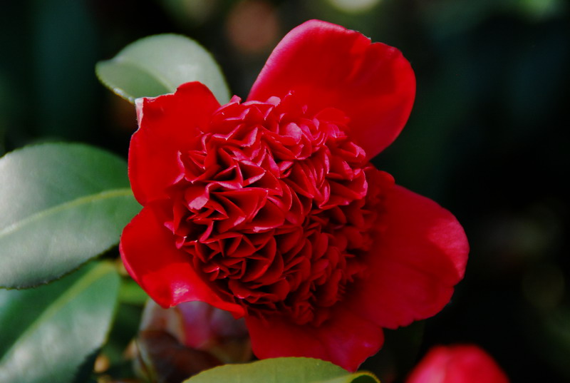 dsc_5993.jpg