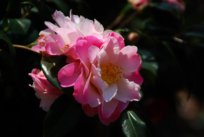 dsc_5992.jpg
