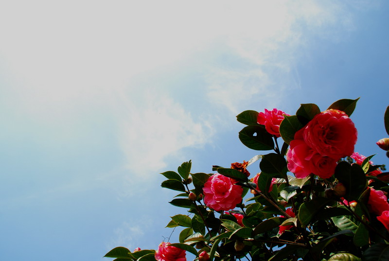 dsc_5998.jpg