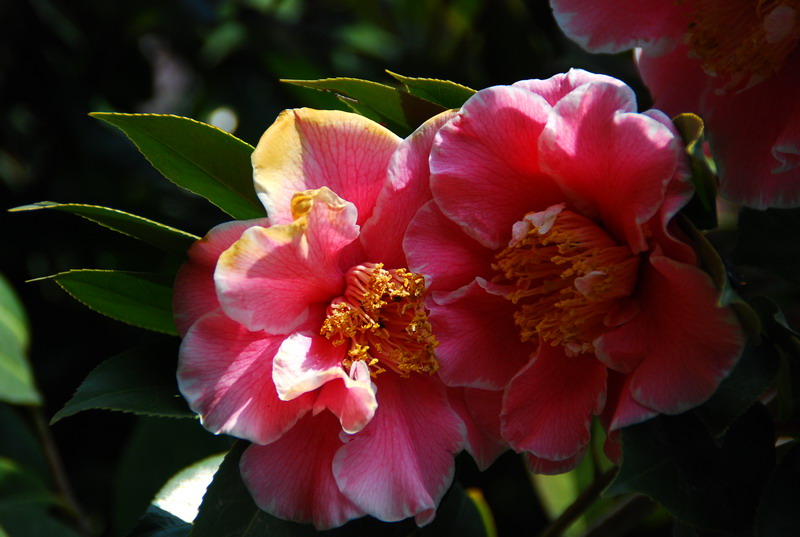 dsc_6023.jpg