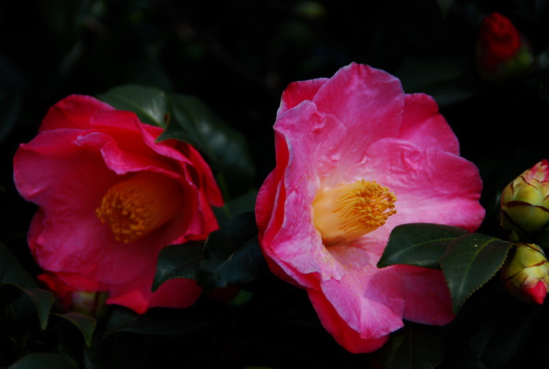 dsc_6017.jpg