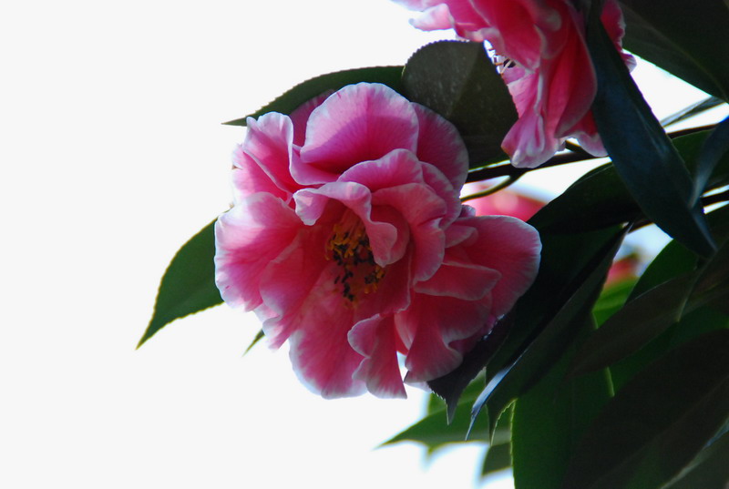 dsc_5906.jpg