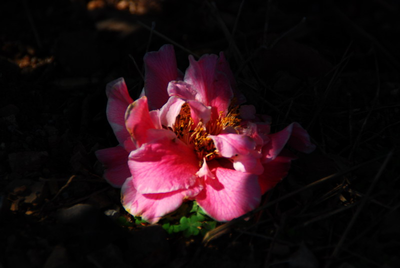 dsc_5923.jpg