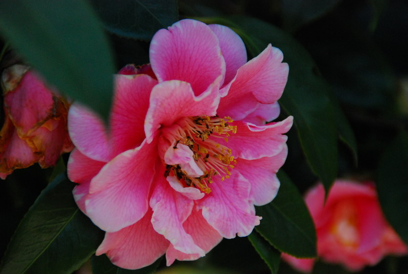 dsc_5920.jpg