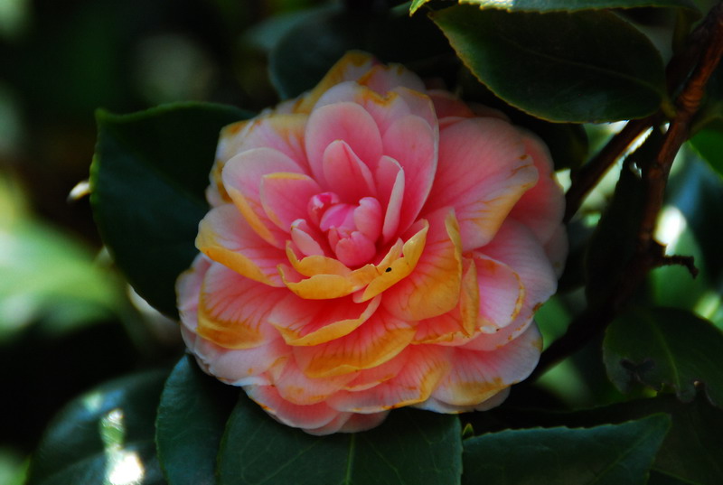 dsc_5936.jpg