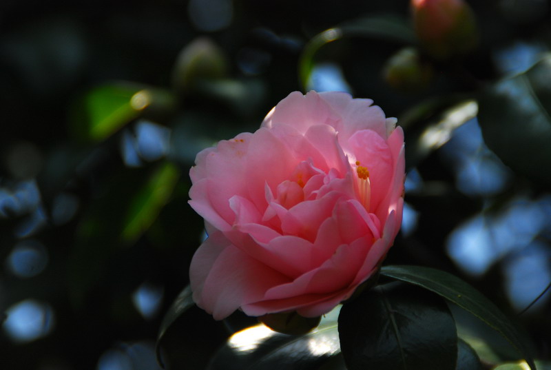 dsc_5943.jpg