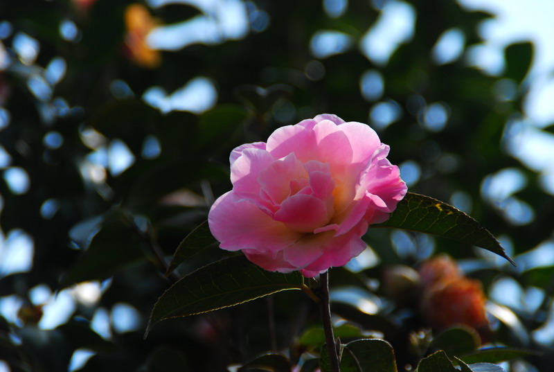 dsc_5947.jpg