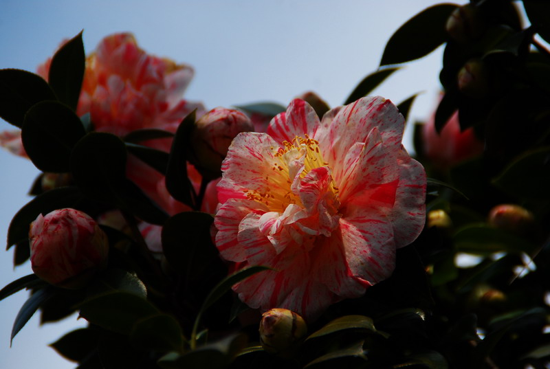dsc_5952.jpg