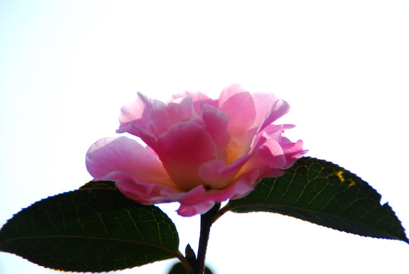 dsc_5948.jpg