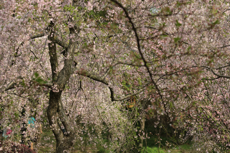 2014zhiwuyuanshanghua 021.jpg