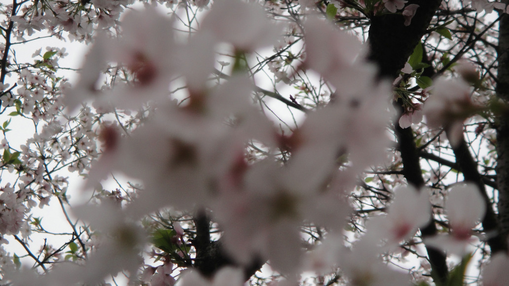 dsc01766.jpg