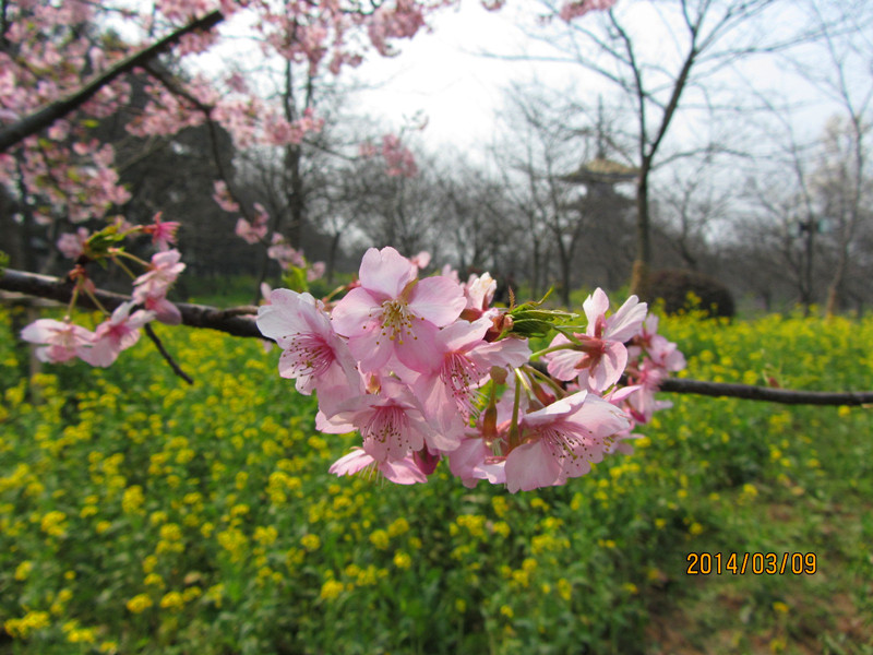 Ƭ20140309 045_.jpg