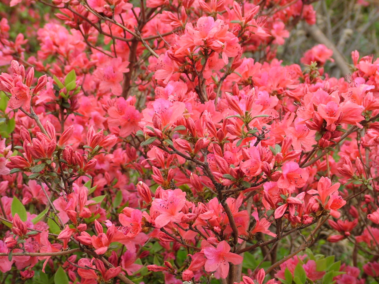 dscf2338_看图王.jpg