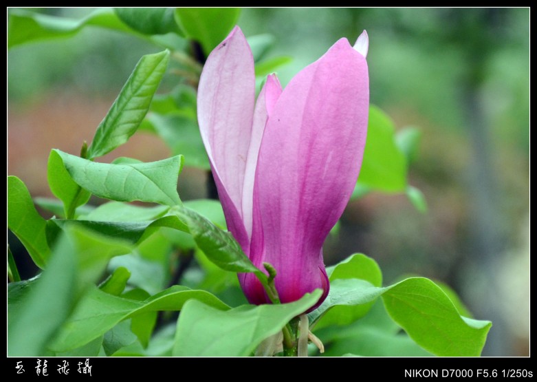 dsc_5384_conew1.jpg