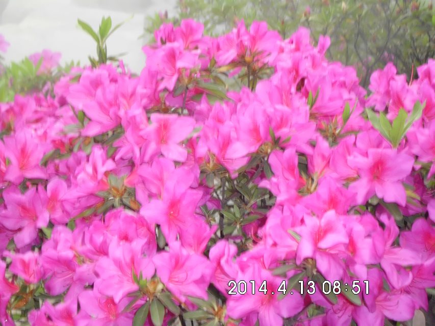psbspshhwcn.jpg