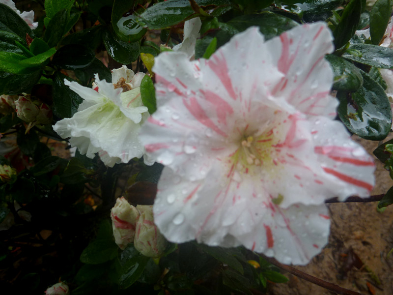 p1190317_.jpg