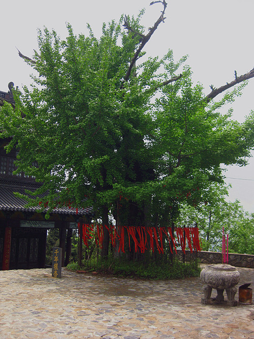 千年银杏_副本.jpg