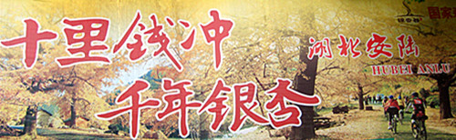 银杏.jpg