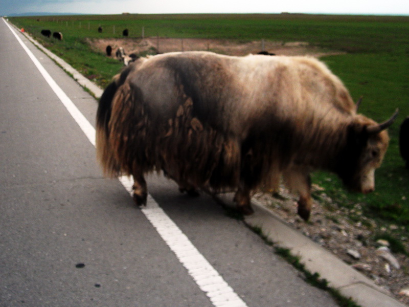 dscf0606.jpg