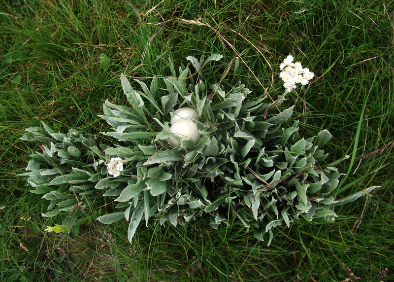 dscf0646.jpg