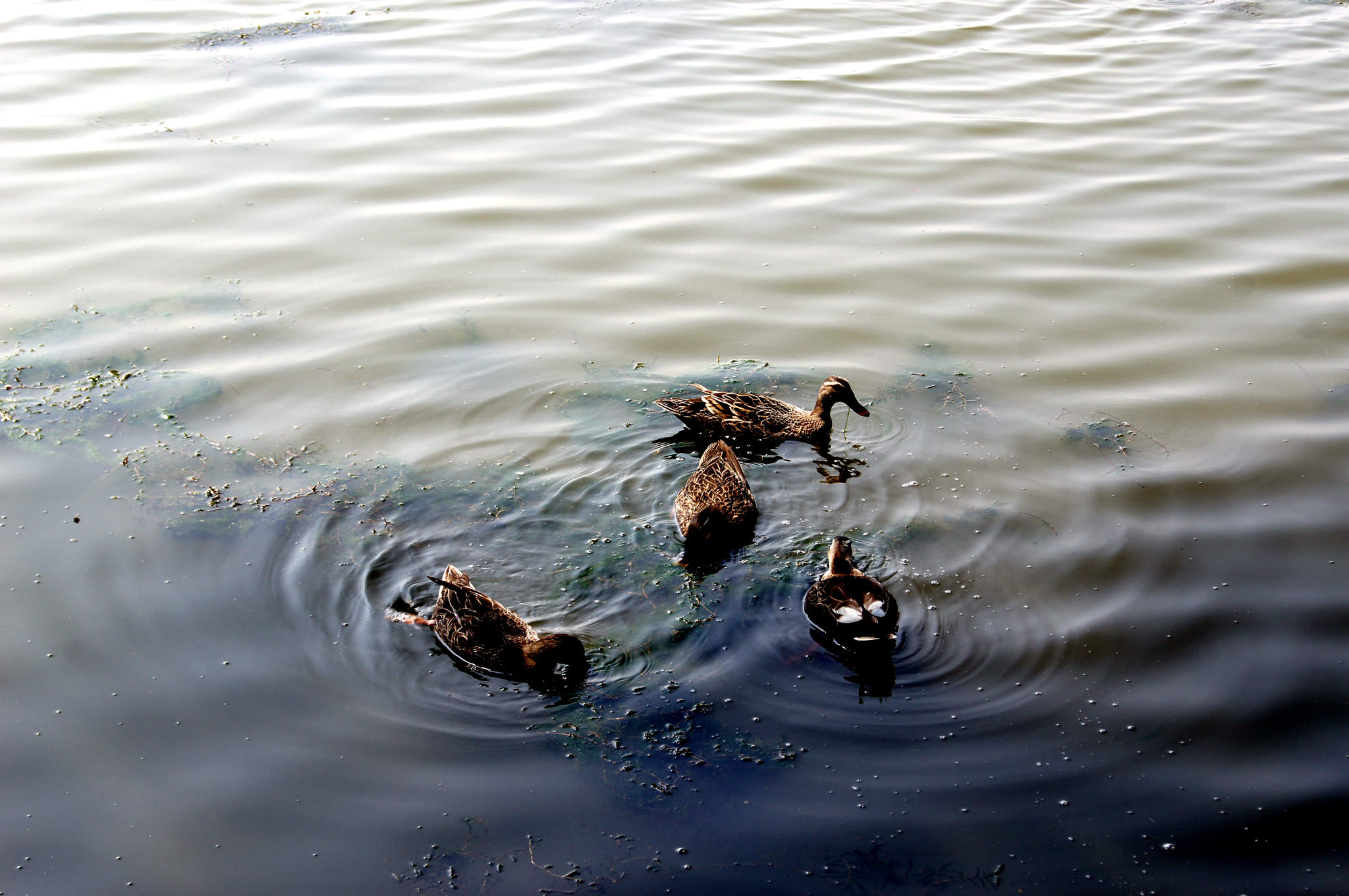 dsc09893_.jpg