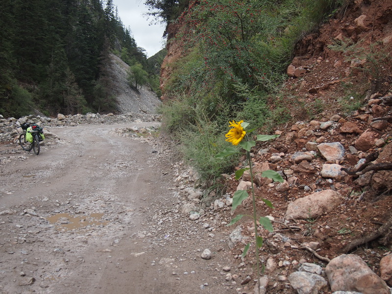 p9113797.jpg