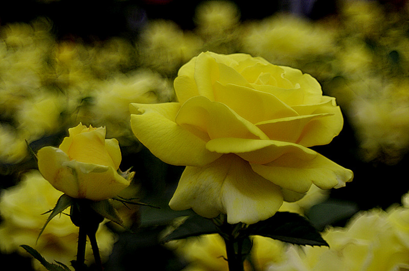 _igp7391_.jpg