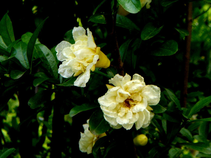石榴花1.jpg