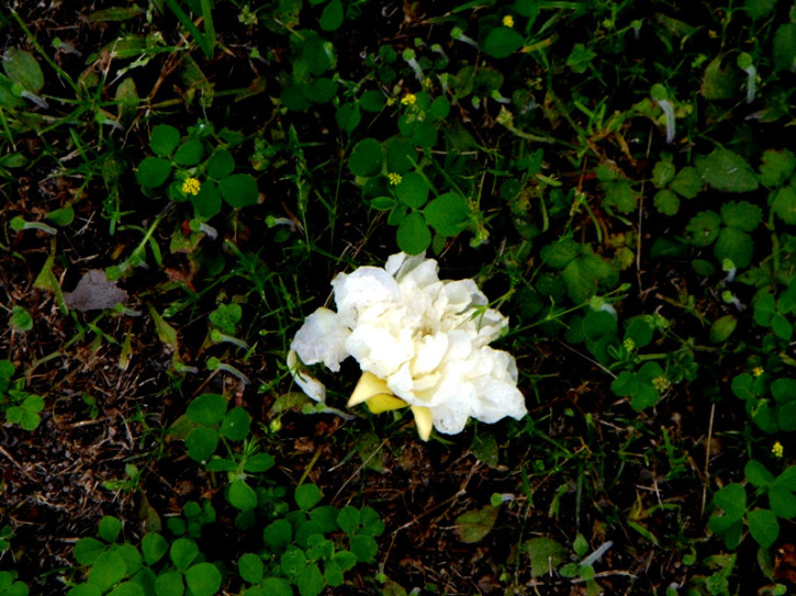 石榴花2.jpg