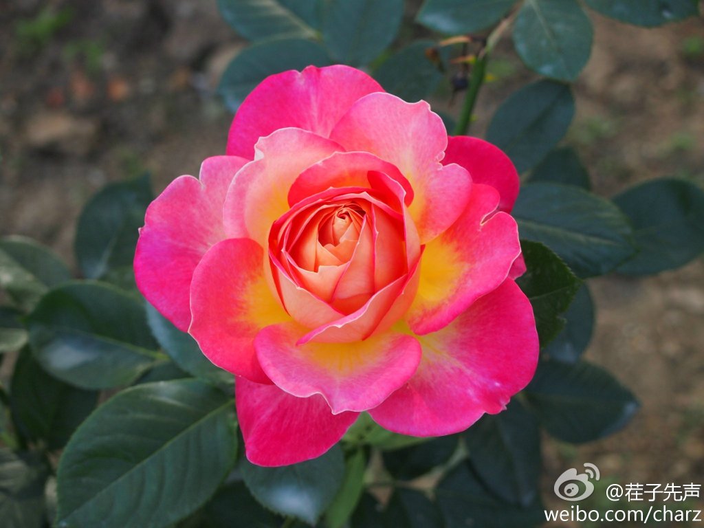 月季花.jpg
