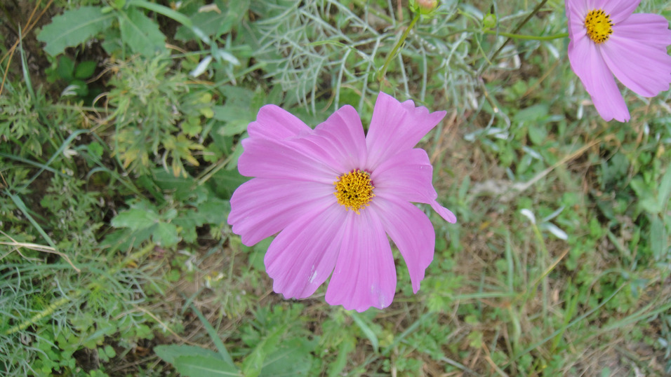dsc08541.jpg