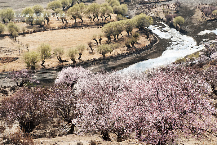 倘若迷路，我愿坠入桃花深处002.jpg