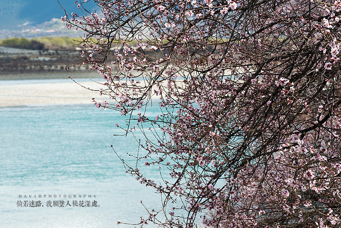 倘若迷路，我愿坠入桃花深处001.jpg