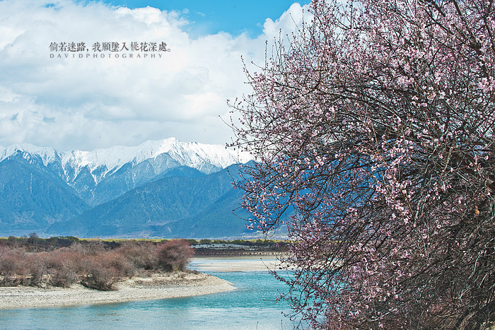 倘若迷路，我愿坠入桃花深处005.jpg